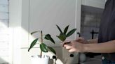 How to Propagate a Rubber Plant Successfully