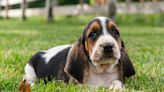 Basset Hound Puppy Lying Down to Enjoy the Sun Instead of Walking Is Brightening Timelines