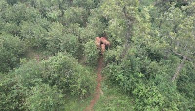 Elephant calf rescued from 30-feet-deep well in the Nilgiris