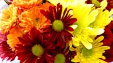 Gardening for You: Chrysanthemums make great thank-you gifts