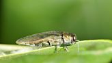 Emerald Ash Borer confirmed in Central Texas