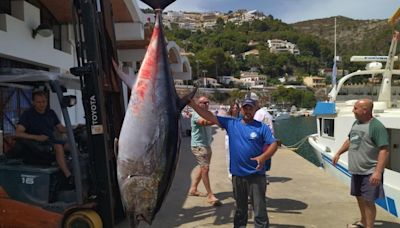 Una de las últimas barcas de pesca tradicionales de Moraira atrapa un atún de 311 kilos