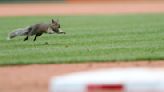 Cards' skid at 8 as Wainwright returns, Tigers win 6-5 in 10