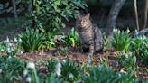 7 plants that repel cats and keep them out of your yard