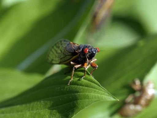 Could NC’s cicada season make us see more copperheads? Here’s what wildlife experts say