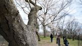 High Park's cherry blossoms are coming early this year. Here's when you can catch peak bloom