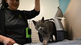 PHOTOS: Oregon Humane Society helps 36 cats from ‘overwhelmed’ Oregon Coast shelter