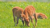 Someone took home a baby bison that was abandoned from its herd at the Neal Smith refuge