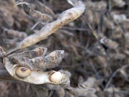 Terminó la cosecha de soja de primera en la provincia de Santa Fe