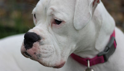 Boxer's Sad Face on Home Camera While Mom's at Work Has People in Tears