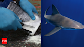 Cocaine sharks: Brazilian study shows marine predators 'high' on drug - Times of India