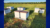 Stolen beehives found by deputies in Fresno County