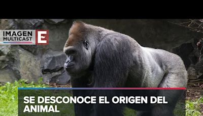 El famoso gorila Winston de San Diego es sacrificado; vivió 52 años