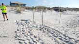 Sea turtle nesting season underway: How beachgoers can help the sea turtles