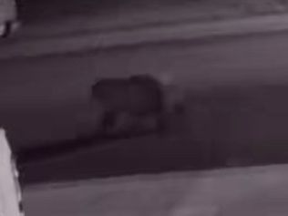 Bear spotted in Greeley early Monday morning; Wildlife officials believe it is no longer in the area