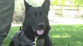 Public invited to meet police dogs at free event
