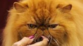 The cat's meow: I-X center hosts thousands of cats, feline enthusiasts in cat show, expo