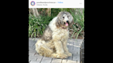 Dog’s hair was so thick, she could barely move — then Florida groomers rallied to help