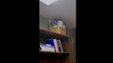 ‘Feisty’ raccoon gets cozy on a bookshelf — in Colorado wildlife office. See the video