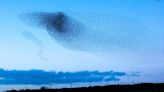 Why do flocks of birds swoop and swirl together in the sky? A biologist explains the science of murmurations
