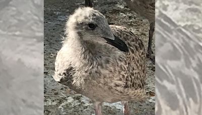 Two seagulls die after being lured onto busy road by children throwing food