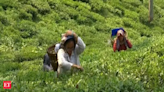 Assam based tea planters get into value chain of tea business - The Economic Times