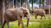 Fresno Chaffee Zoo’s elephants need to be free to roam in a sanctuary | Opinion