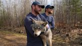 Fishing with wolves: New exhibit explores what the predators eat in summer