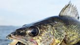 How will CNY’s warm winter impact walleye season opener next week?