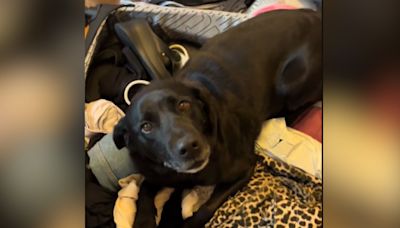 What dog does as owner moves country breaks hearts: "cancelling my flight"