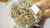 Multiple Georgia police departments see influx of magical mushrooms