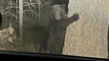 Wildlife try to flee from Blue 2 Fire near Ruidoso