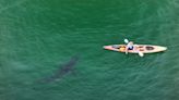 14-Foot Great White Shark Sneaks Up Behind Kayaker