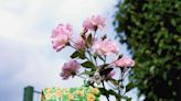 How To Deadhead And Prune Roses For Healthier Blooms