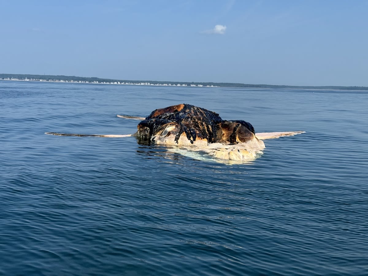 Another dead humpback whale has been found off Maine’s coast