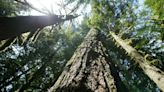 Experts Bemoan Biden’s Mixed Messages On Old-Growth Forests
