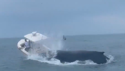 Whale Capsizes Fishing Boat Off New Hampshire Coast