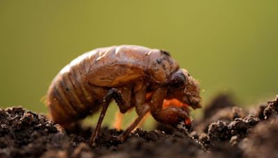 A strange fungus could transform emerging cicadas into ‘saltshakers of death,’ scientists say