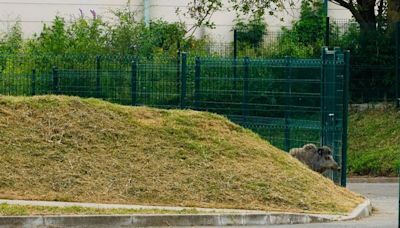 Affaire Toto le sanglier : L’animal apprivoisé échappe finalement à l’euthanasie