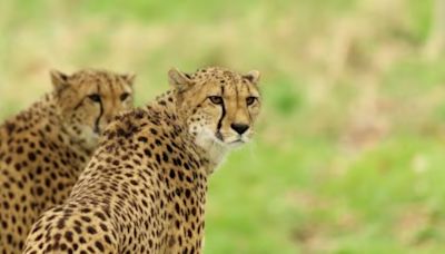 Cheetahs receive special ointment treatment to prevent deadly infection