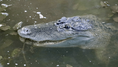 Alligator sightings prompt City of Coppell to issue warning