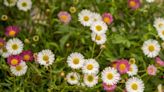 Gardener's notebook: Self-seeding plants are the lazy gardener's secret weapon — here's how to get started