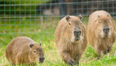 Noah's Ark Zoo Farm welcomes adorable capybara trio