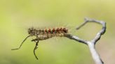 Washington plans aerial spraying in two counties to kill tree-destroying spongy moth