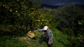 On French Riviera hillsides, the once-dominant Menton lemon gets squeezed by development