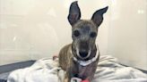 Much-loved whippet's incredible recovery from leg surgery delights Greenock owner