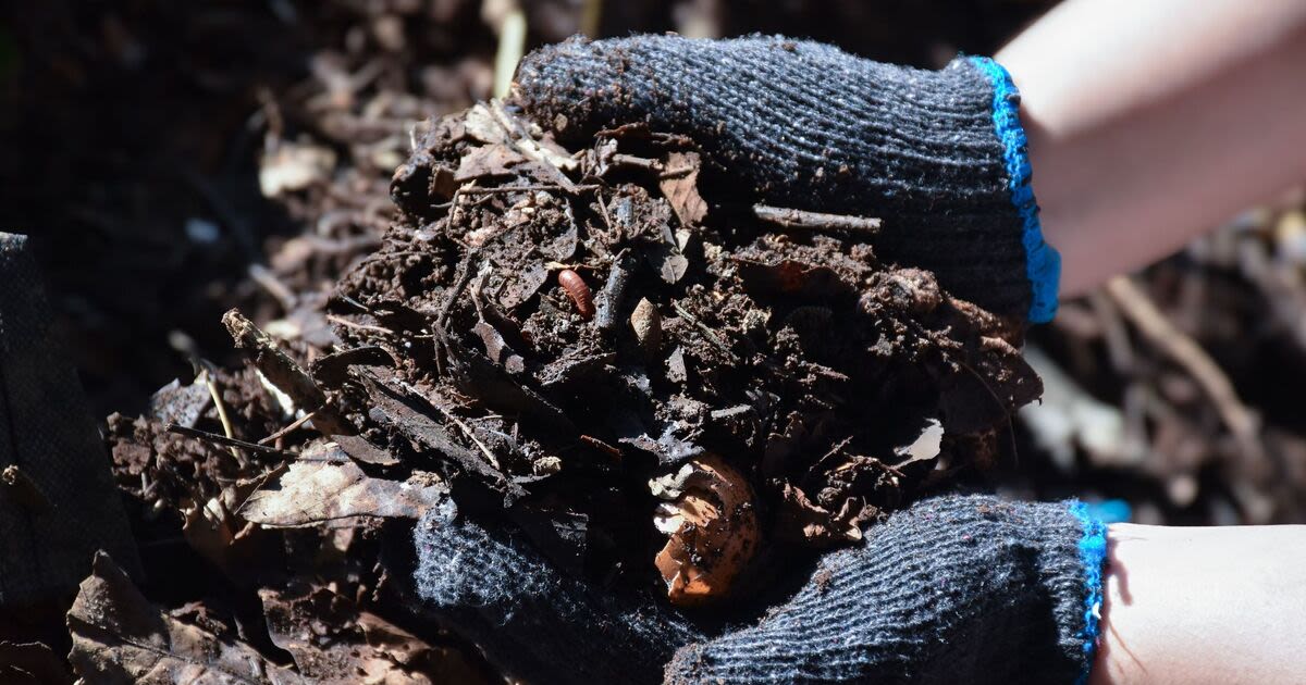 Banana water fertiliser sparks debate as some plant are 'negatively affected'