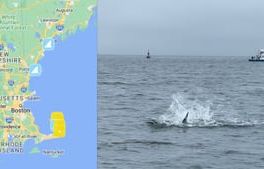 Recent shark sightings: Map shows great whites off coast of northern New England