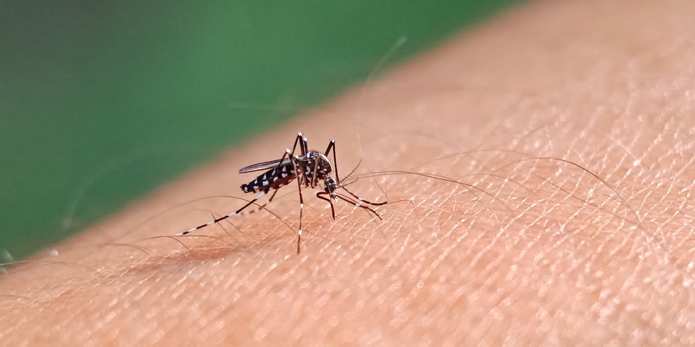 Tips to prevent mosquito bites as West Nile virus found in Clark County
