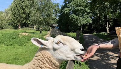 Animal feeding at farm resumes after E.coli outbreak